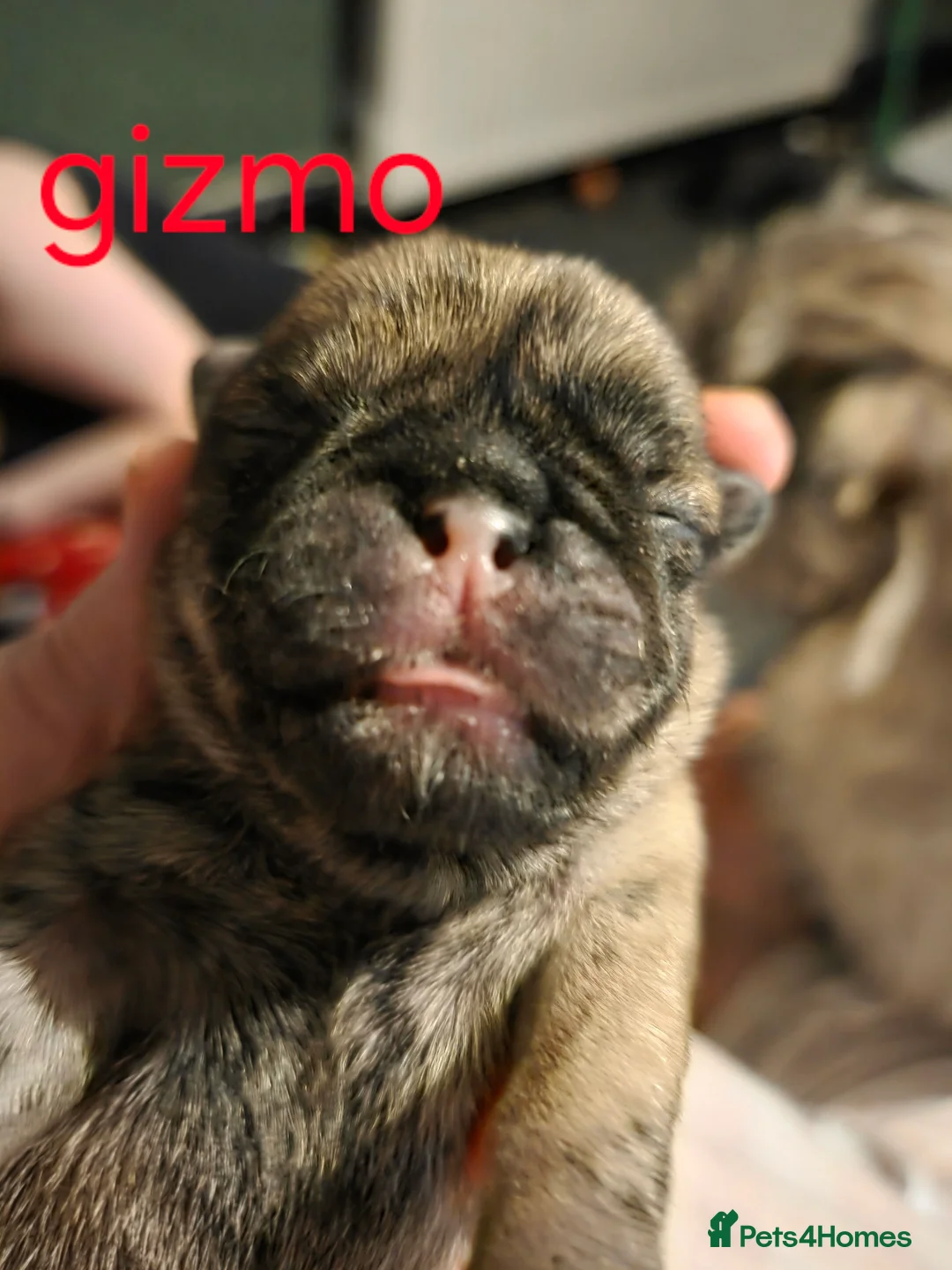 Mixed Breed dogs for sale: Pug/shitzu puppies  in Rossendale - Advert 2