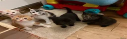 British Shorthair cats for sale: Last one left Half British Shorthair Kitten - Advert 23