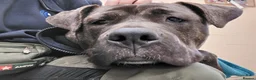 Cane Corso dogs for adoption: Peaches - Advert 1