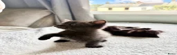 British Shorthair cats for sale: Beautiful Ragdoll x British Shorthair kittens  - Advert 6