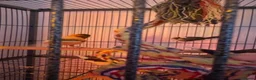Finches birds for sale: 5 finches and 1 Canary  - Advert 10