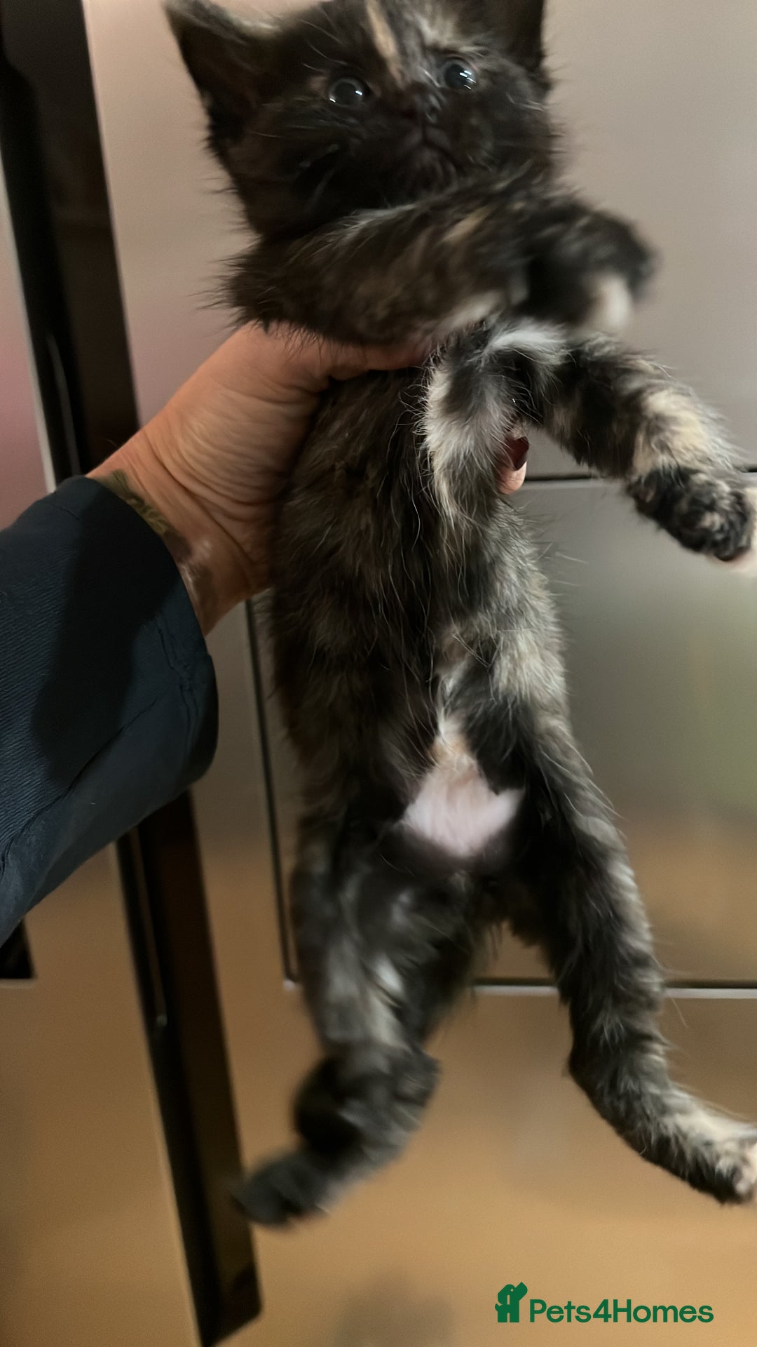 Ragdoll cats for sale: Beautiful coat Mink Ragdoll X British Short hair - Image 9