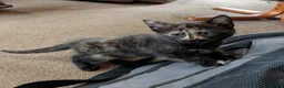 Mixed Breed cats for sale: Gorgeous Bengal X girls in Ellesmere - Advert 6