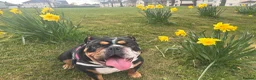 English Bulldog dogs for sale: 2.5 year old female bulldog KC registered  in Middlesbrough - Advert 4