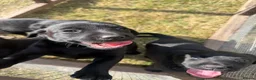 Labrador Retriever dogs for sale: Black Labrador puppies. in York - Advert 20