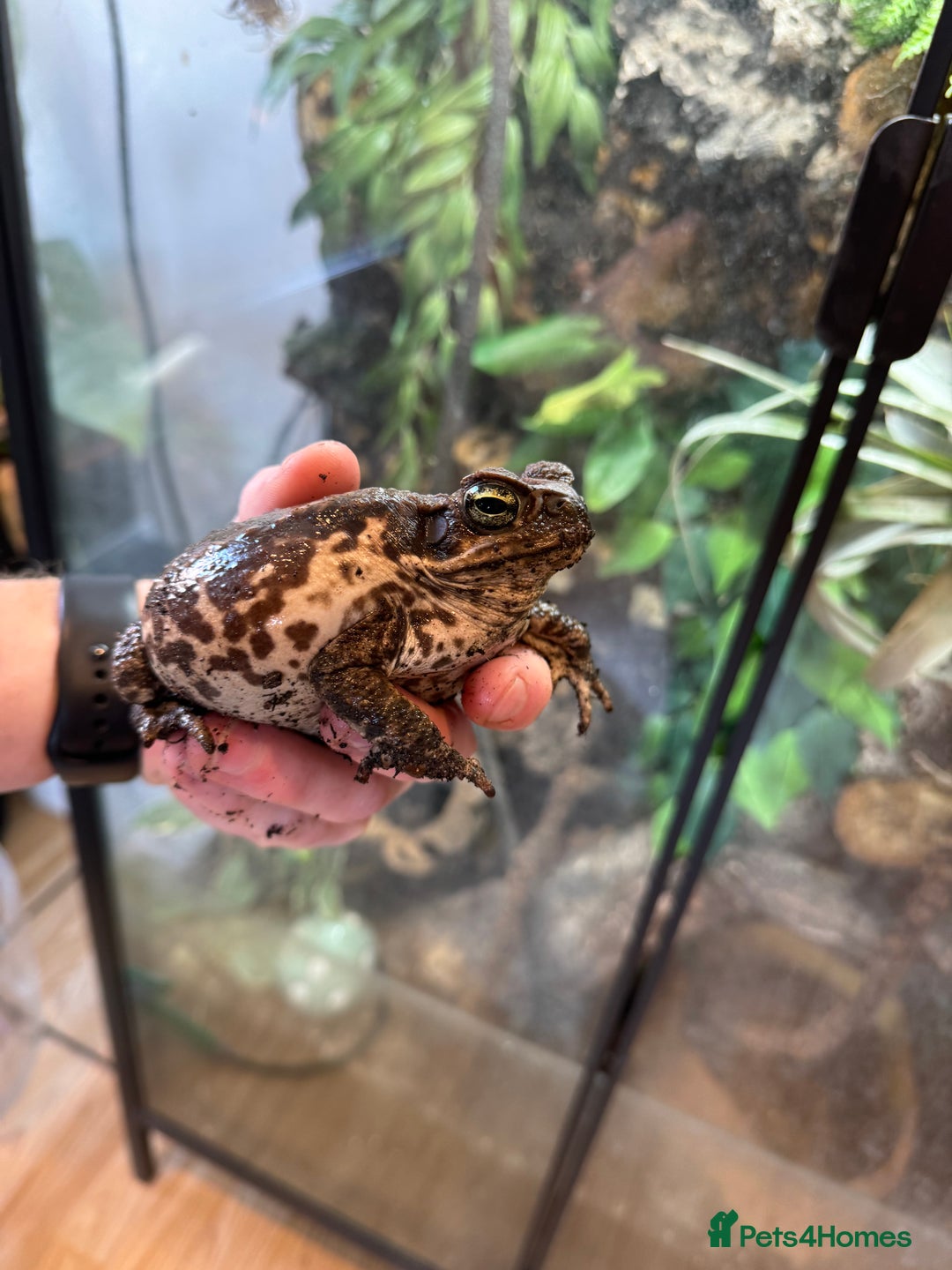 Toad reptiles for sale: Cane toad  - Image 2