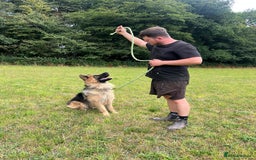 German Shepherd dogs for sale: German Shepherd kc reg straight backed - Image 6