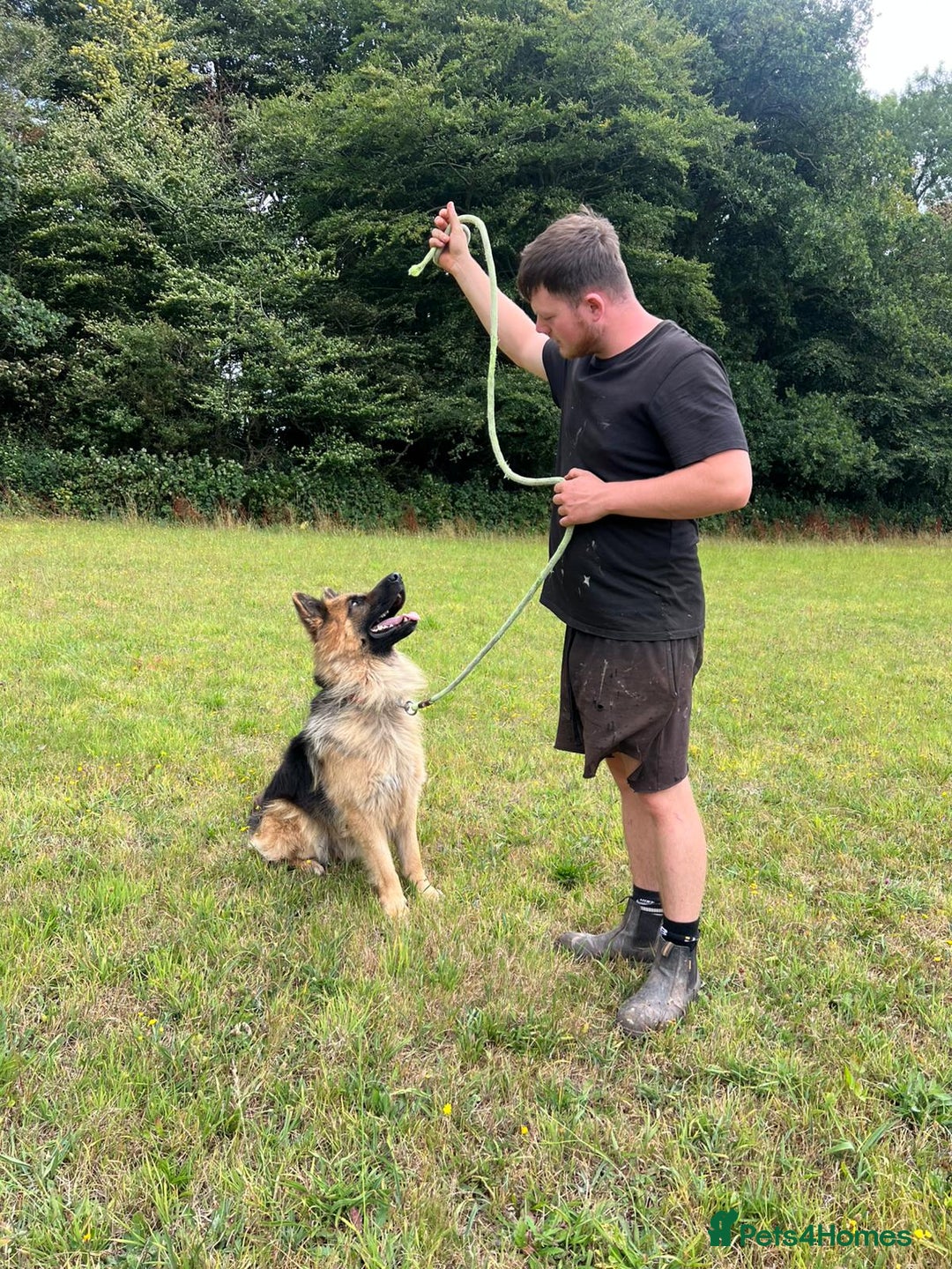 German Shepherd dogs for sale: German Shepherd kc reg straight backed - Image 6
