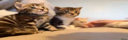 British Shorthair cats for sale: 5 gorgeous kittens for sale!  - Advert 9