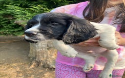 English Springer Spaniel dogs for sale: English Springer Spaniel Puppies - Image 11