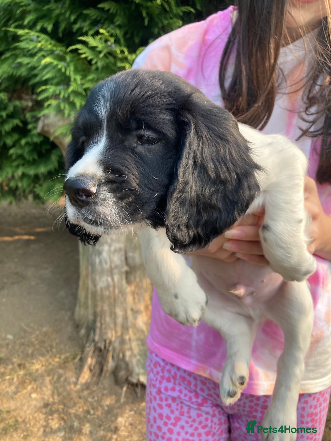English Springer Spaniel dogs for sale: English Springer Spaniel Puppies - Image 11