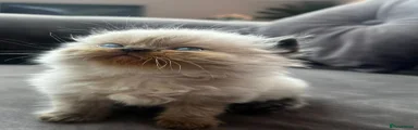 Persian Kitten 2