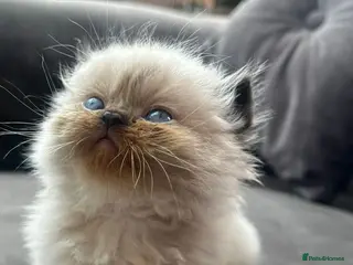 Persian cats for sale: Persian kitten for sale - Advert 2