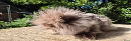 Angora rabbits for sale: 🍫 TEDDYDWERG BOY❤️ IMPORTED PARENTS - Advert 4