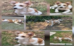 Mixed Breed dogs for adoption: PEGI, SARA & MIA - Image 3