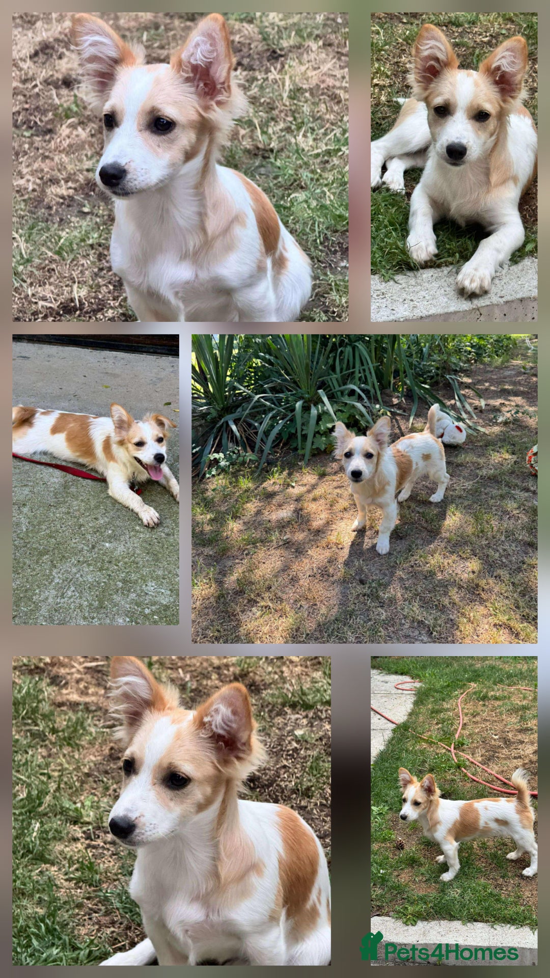 Mixed Breed dogs for adoption: PEGI, SARA & MIA - Image 3