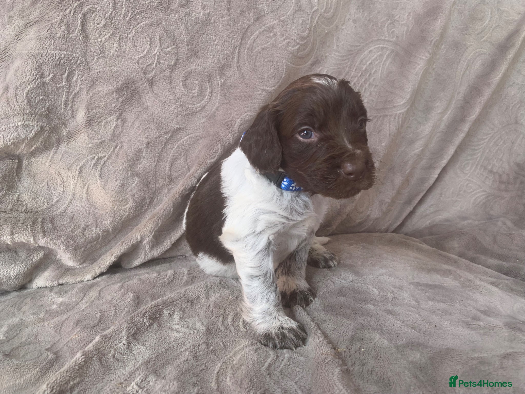 Mixed Breed dogs for sale:  german shorthaired pointer/ - Advert 1