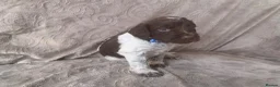 Mixed Breed dogs for sale:  german shorthaired pointer/ - Advert 1