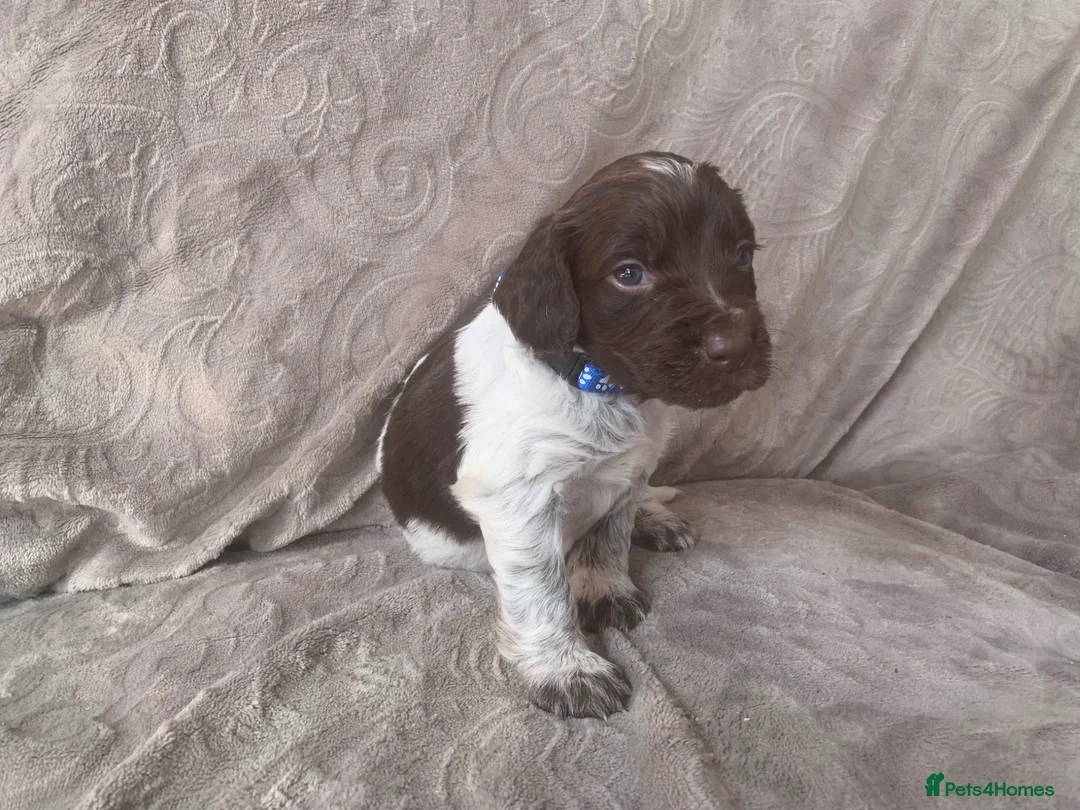 Mixed Breed dogs for sale:  german shorthaired pointer/ - Advert 1