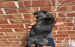 Miniature Dachshund dogs for sale: Miniature dachshunds  - Image 18