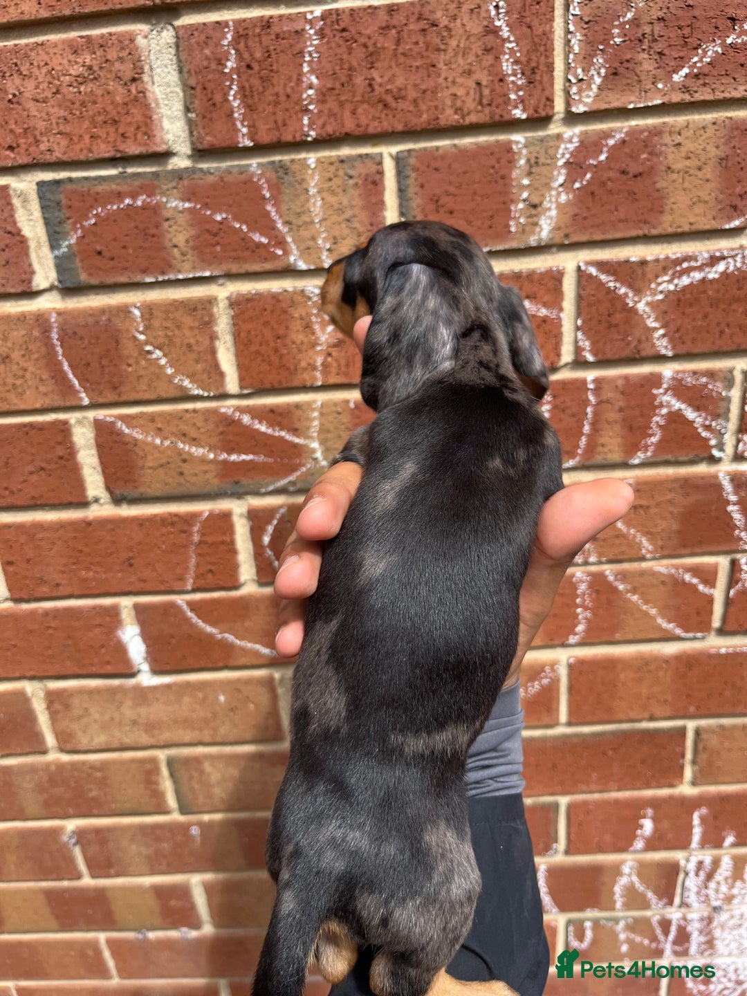 Miniature Dachshund dogs for sale: Miniature dachshunds  - Image 18