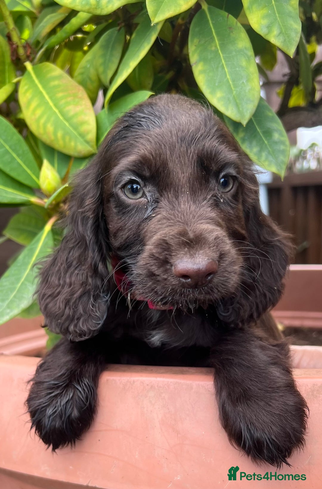 Cocker Spaniel dogs for sale: Working cocker spaniels  - Image 13