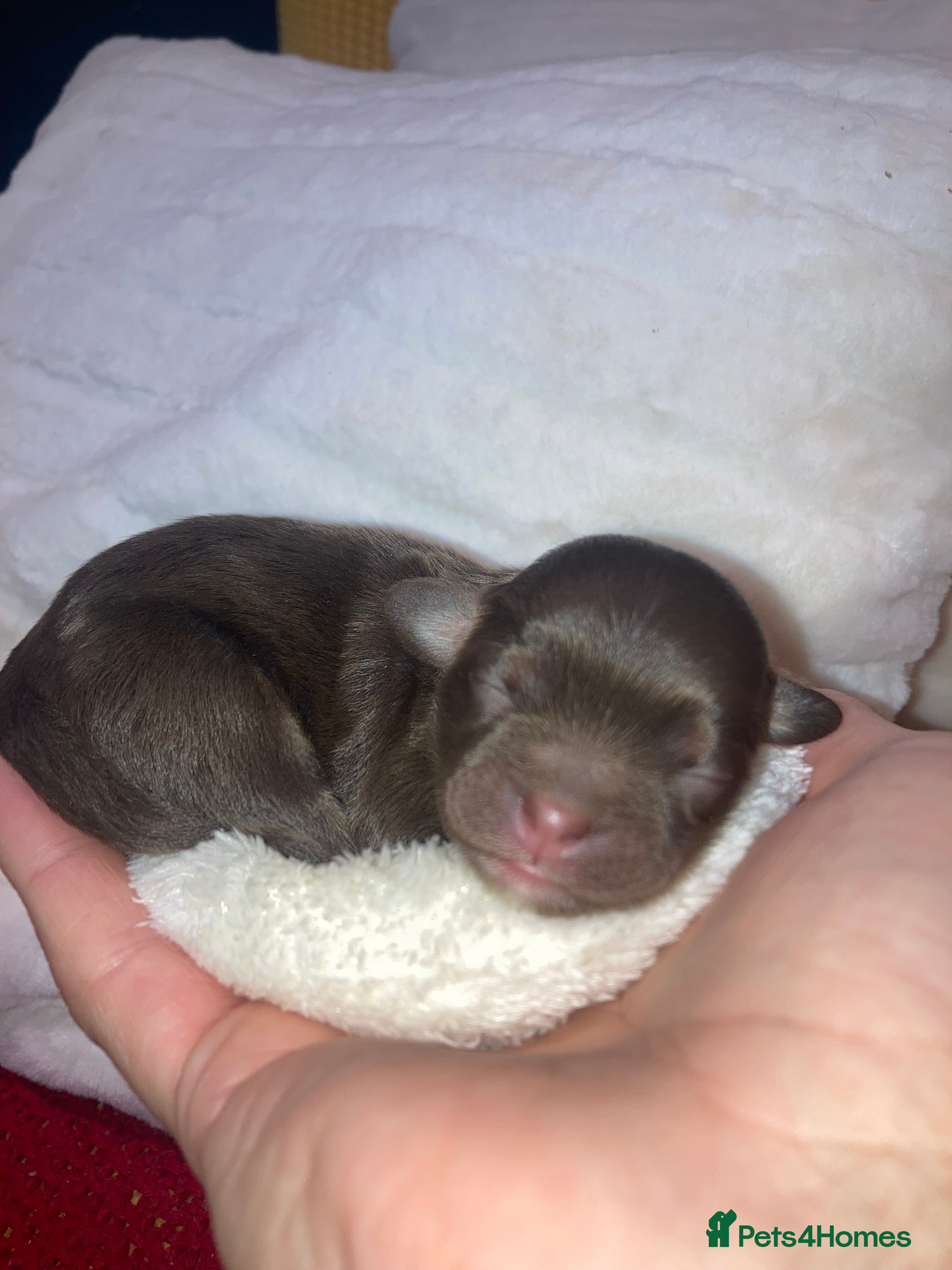 Shihpoo dogs Toy Shihpoo puppies  - Advert 4