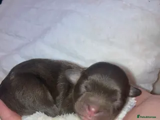 Shihpoo dogs Toy Shihpoo puppies - Advert 4