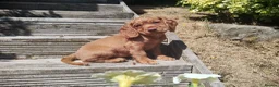 Cocker Spaniel dogs for sale: Cocker Spaniel Puppies  - Advert 9