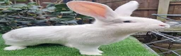 Continental Giant rabbits for sale: PURE Continental Giants VACCINATED 3 IN 1 RESERVE  - Advert 9