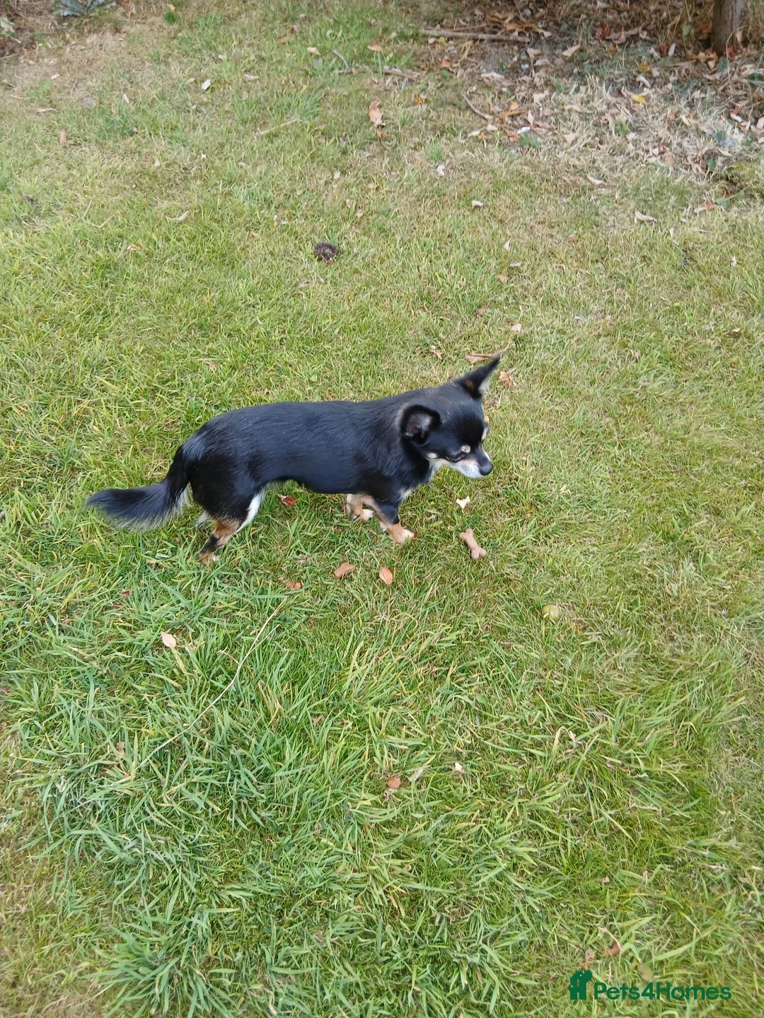 Chihuahua dogs for stud: Small smooth coated Chihuahua stud - Advert 2
