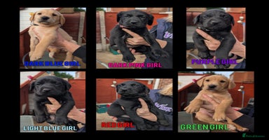 Labrador Retriever dogs - Advert 15