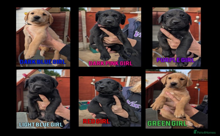 Labrador Retriever dogs - Advert 4