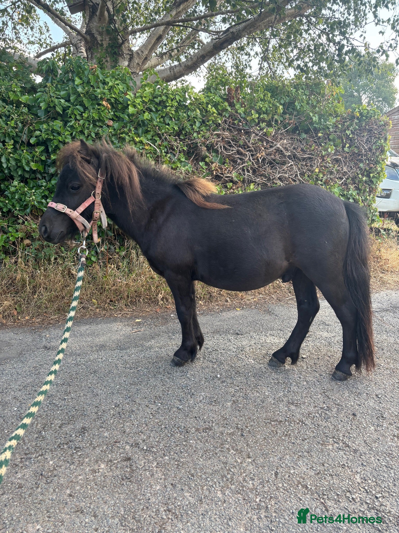 Shetland pony horses Miniature Shetland geldings  - Advert 4