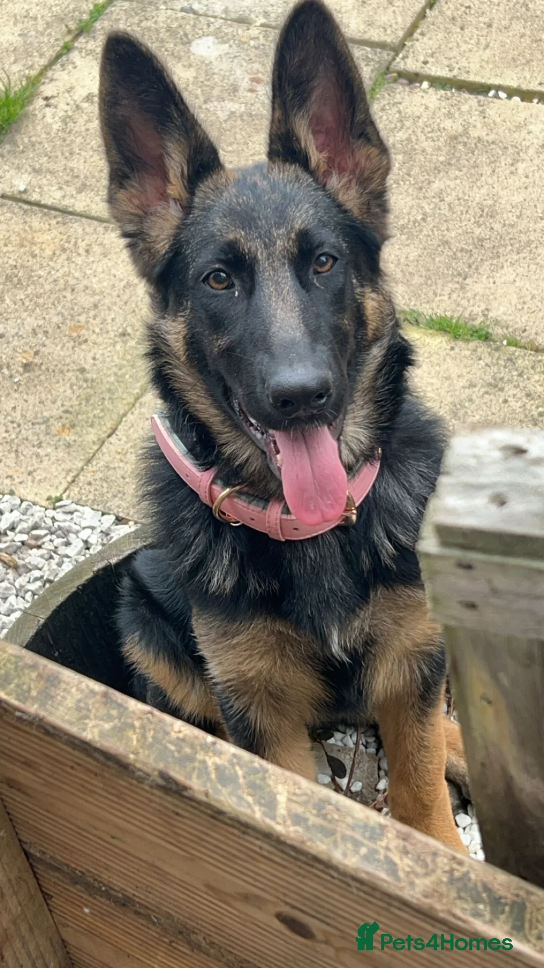 German Shepherd dogs for sale: German Shepherd Cash Only in Stoke-on-Trent - Advert 5