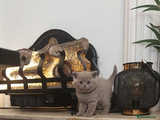 British Shorthair cats STUNNING 4 MALES BSH lilac kittens 895£ - Advert 3
