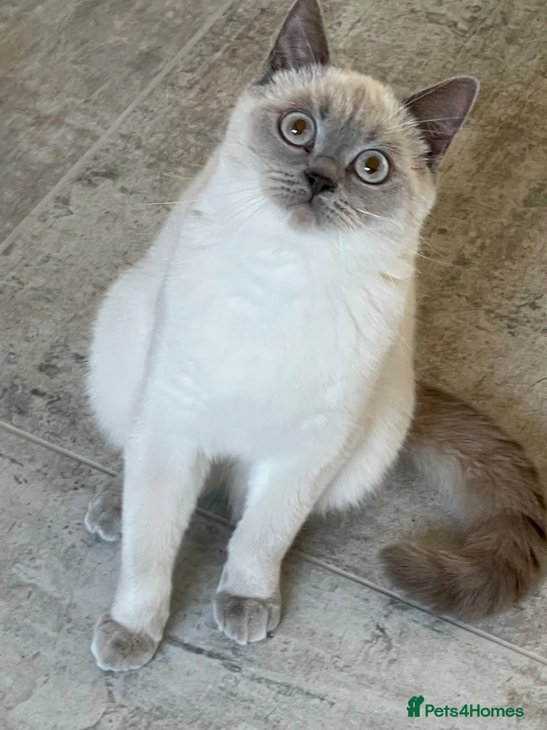 British Shorthair cats for sale: GCCF ACTIVE LILAC COLOURPOINT FEMALE  - Advert 6