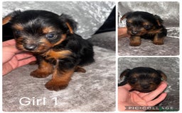 Yorkshire Terrier dogs for sale: Yorkshire terrier puppies 🐶  - Image 7