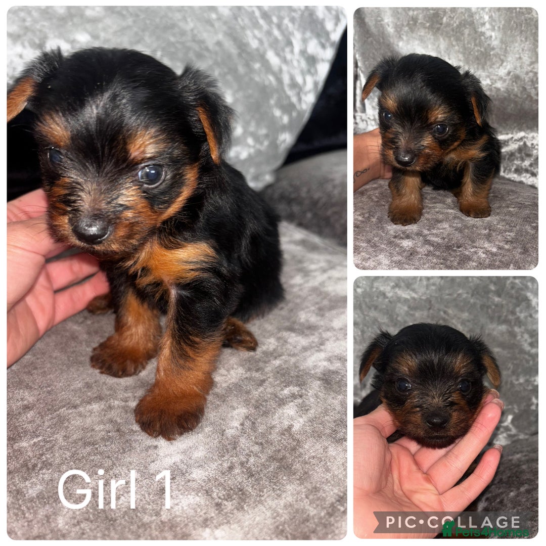 Yorkshire Terrier dogs for sale: Yorkshire terrier puppies 🐶  - Image 7