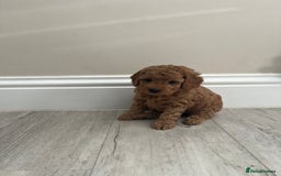 Cockapoo dogs for sale: Miniature f1b Cockapoo puppies DNA health checked - Image 5