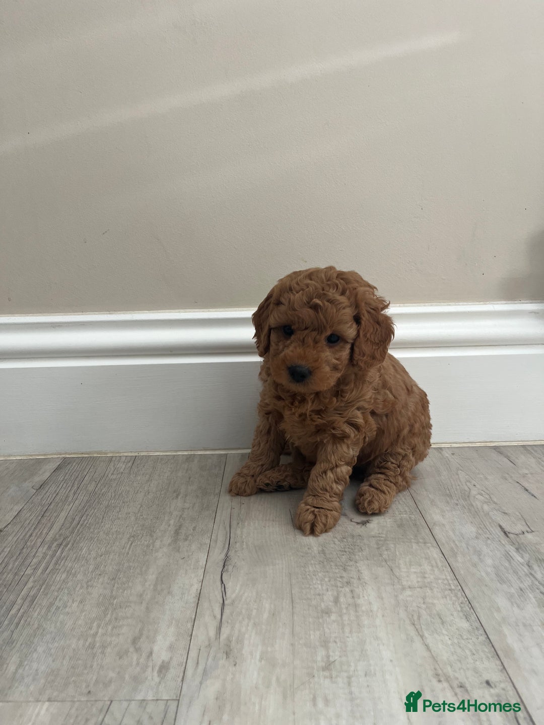 Cockapoo dogs for sale: Miniature f1b Cockapoo puppies DNA health checked - Image 5