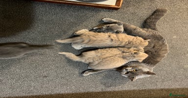 British Shorthair cats - Advert 4
