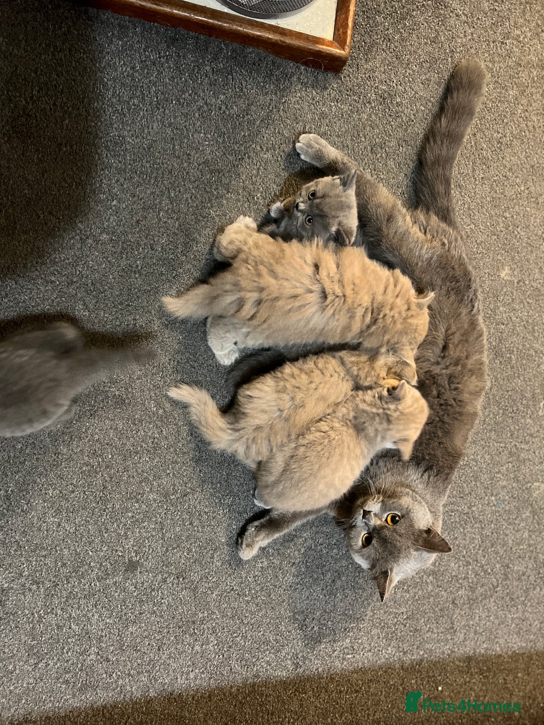 British Shorthair cats for sale: British shorthair blue and lilac  - Image 2