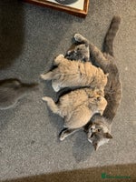 British Shorthair cats - Advert 8