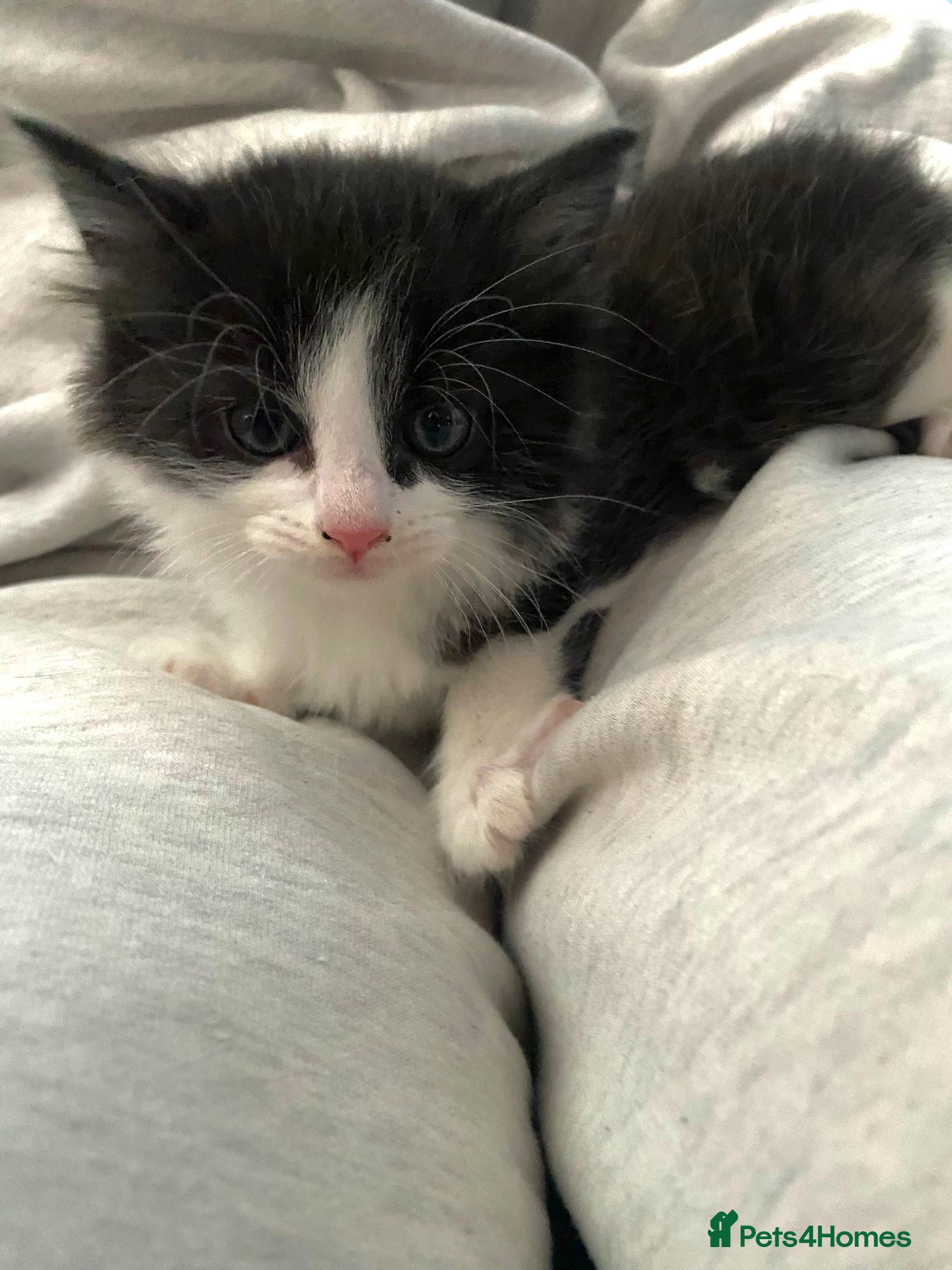 Mixed Breed cats 3 beautiful kittens in dartford - Advert 1