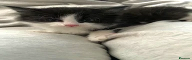 Mixed Breed Kitten 3
