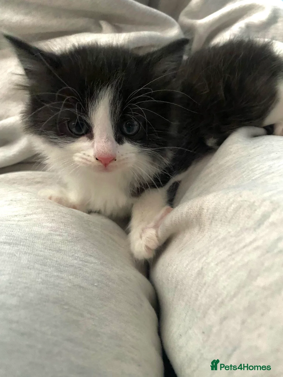 Mixed Breed cats for sale: 3 beautiful kittens in dartford - Advert 1