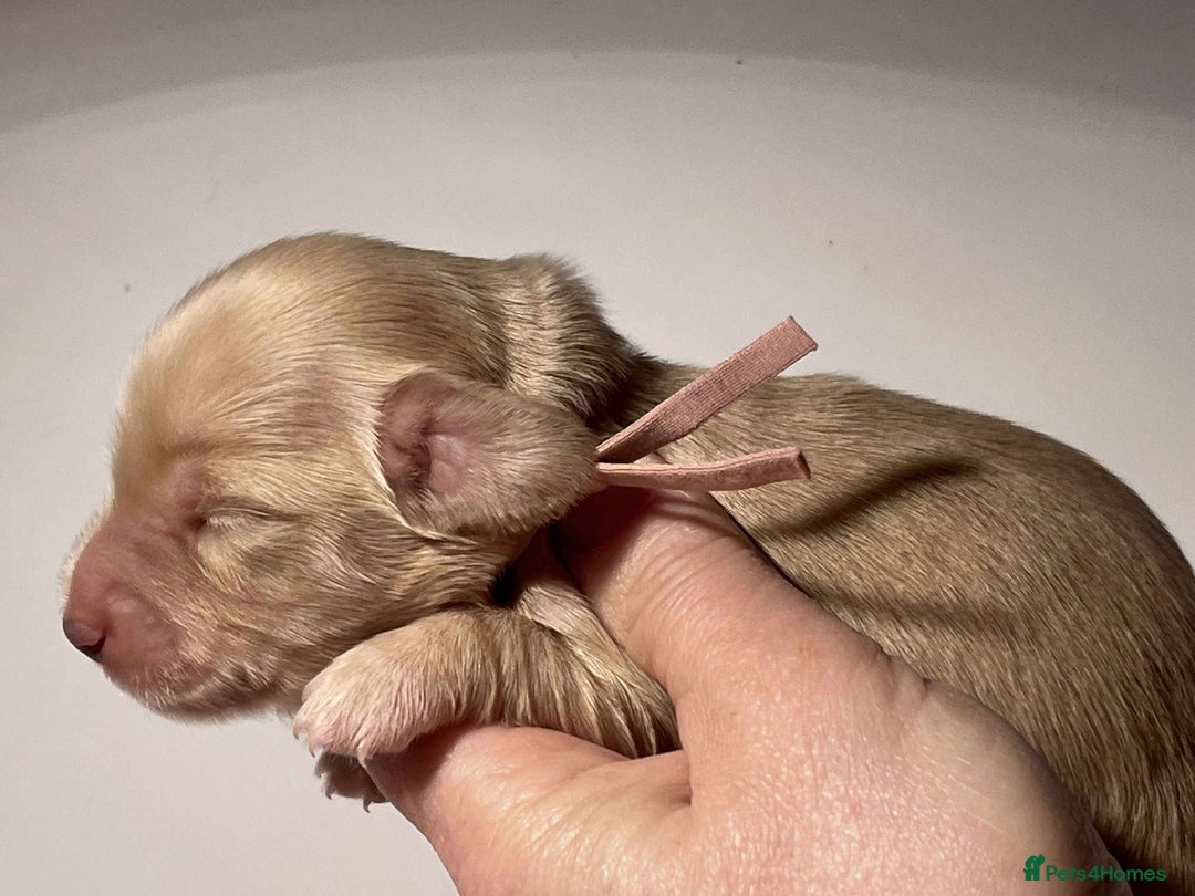 Miniature Dachshund dogs for sale: 5*Licensed+CREAMLONGHAIR+KCreg+PRACLEAR+Vetchecked - Advert 22