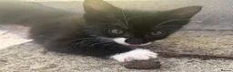 European cats for sale: Beautiful colourful kittens - Advert 33