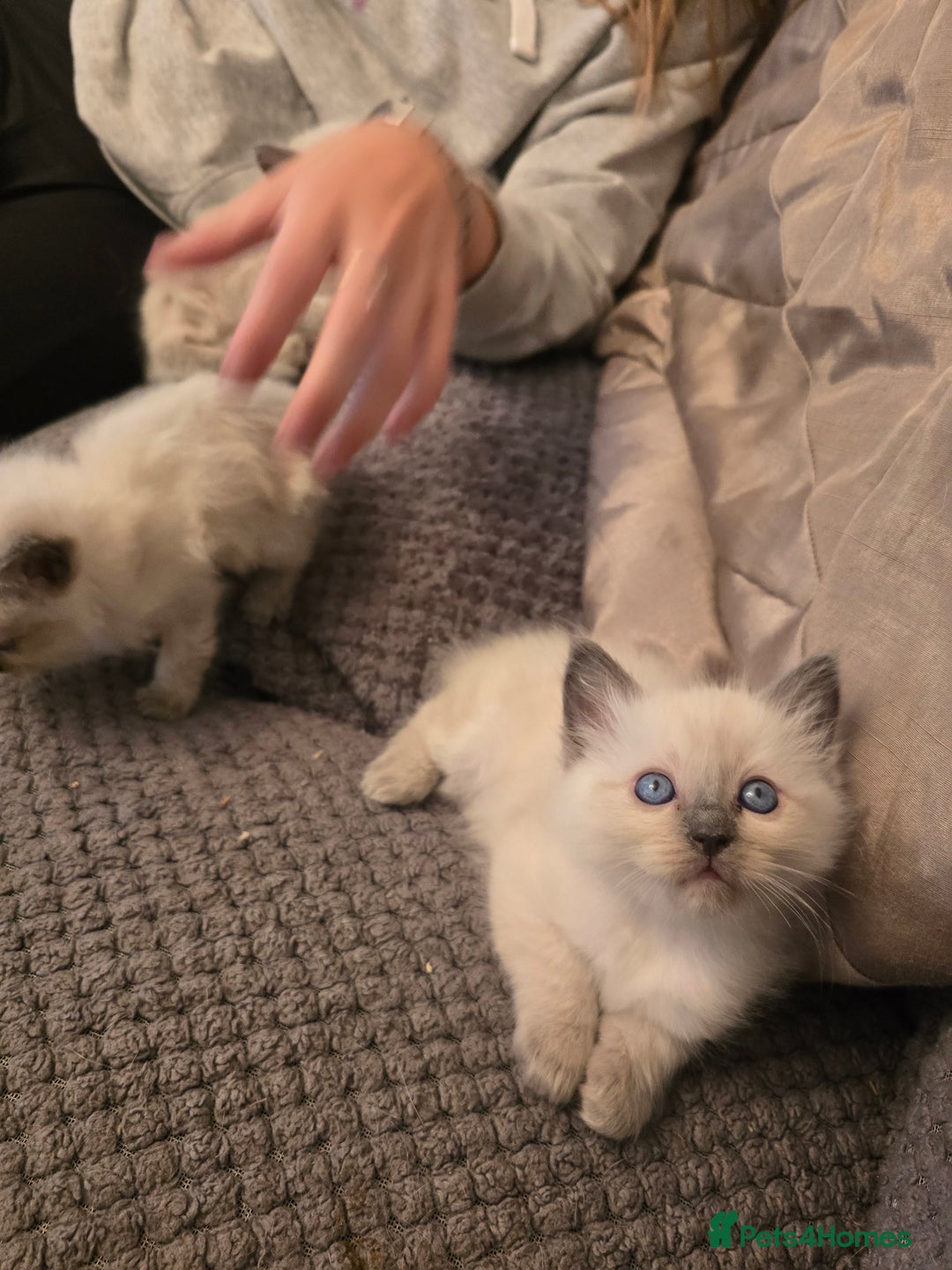 Ragdoll cats for sale: Ragdoll kittens for sale - Image 11